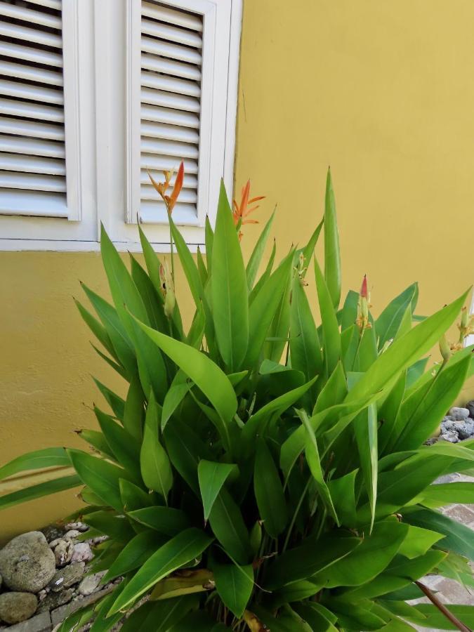 Historic Building The Palm Backyard Studio-Apartment Willemstad, Curacao Feel Home Away From Home Экстерьер фото